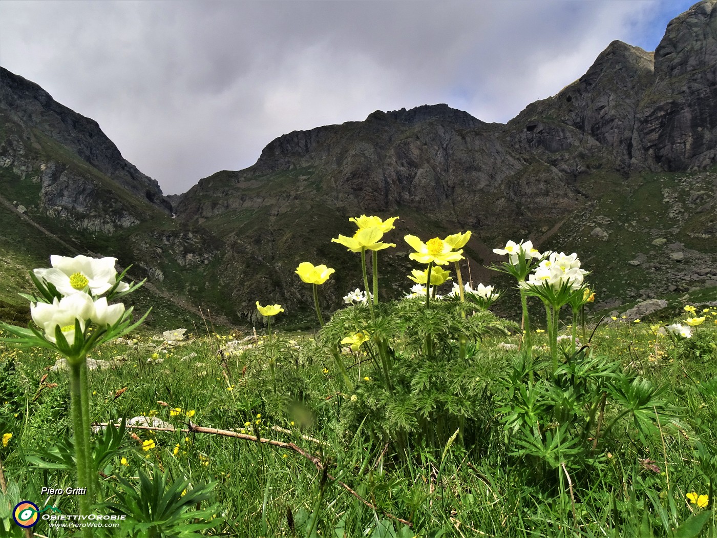 21 Anemoni sulfureo e narcissino con vista verso Bocchetta di Valpianella.JPG